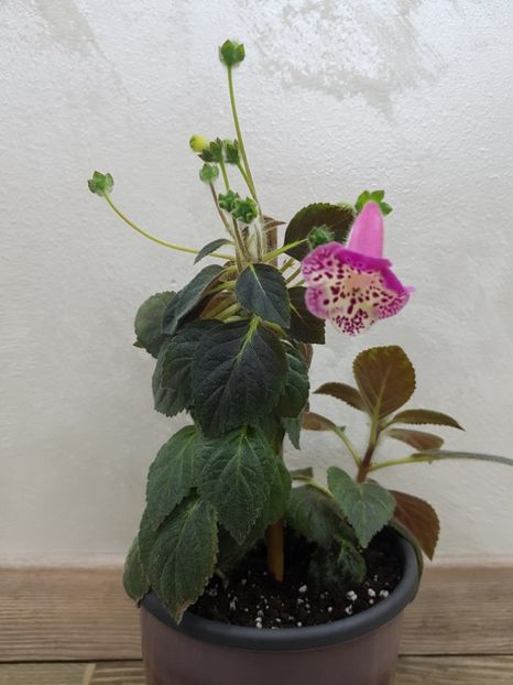 Ni's Martha - 2019 Album Kohleria