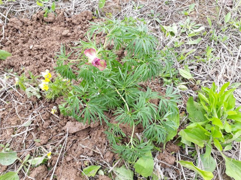 3 - 2019 mai Provizoriu -bujor de stepa Anthesis