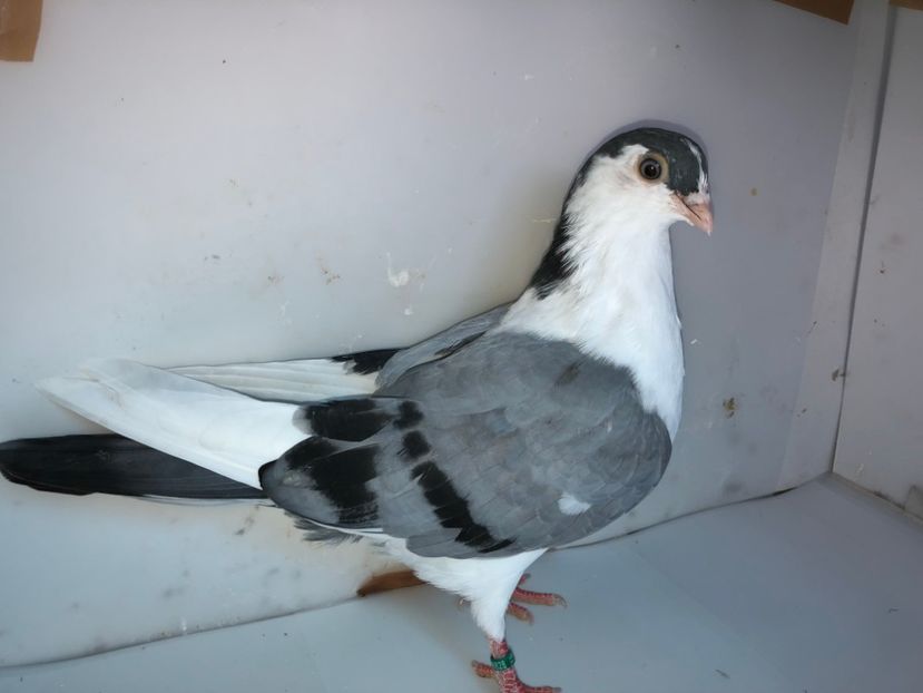 6828  femelă  2019_3 - tineret 2019