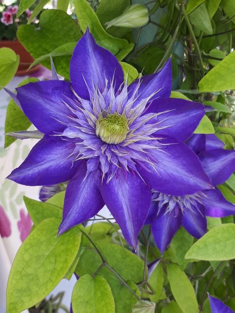  - Multi Blue