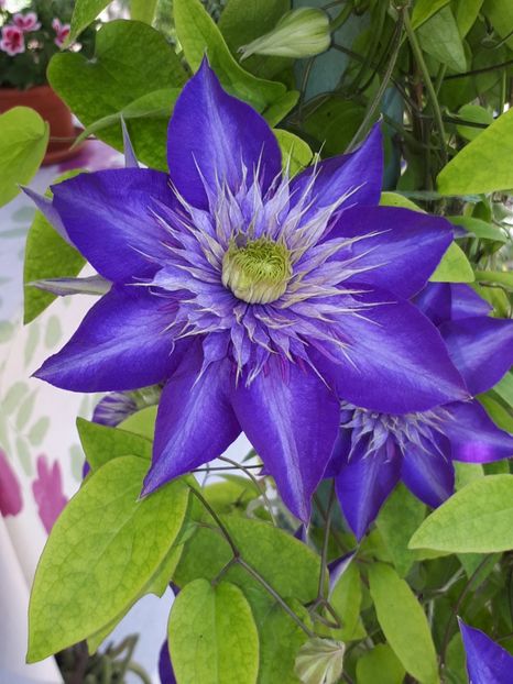  - Multi Blue