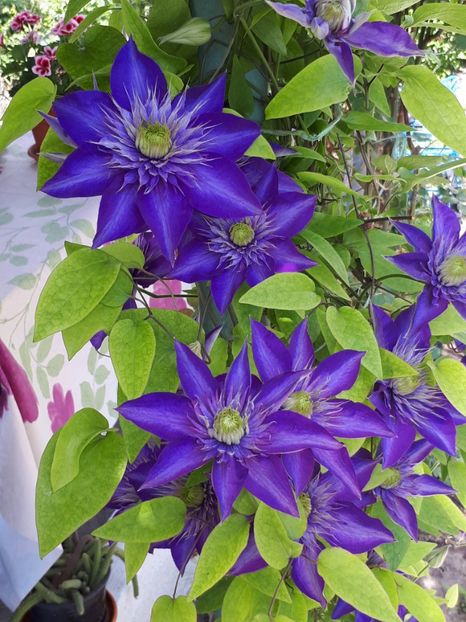  - Multi Blue