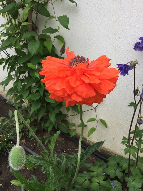 970A5E55-3BB2-440F-8444-68BBF192BDC0 - GRADINA 2019