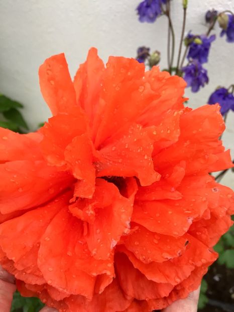 EFD6B698-C198-406A-8F1B-29AF671B542C - GRADINA 2019