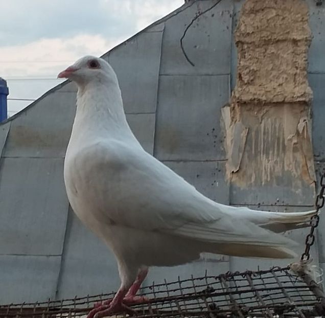  - Mai 2019