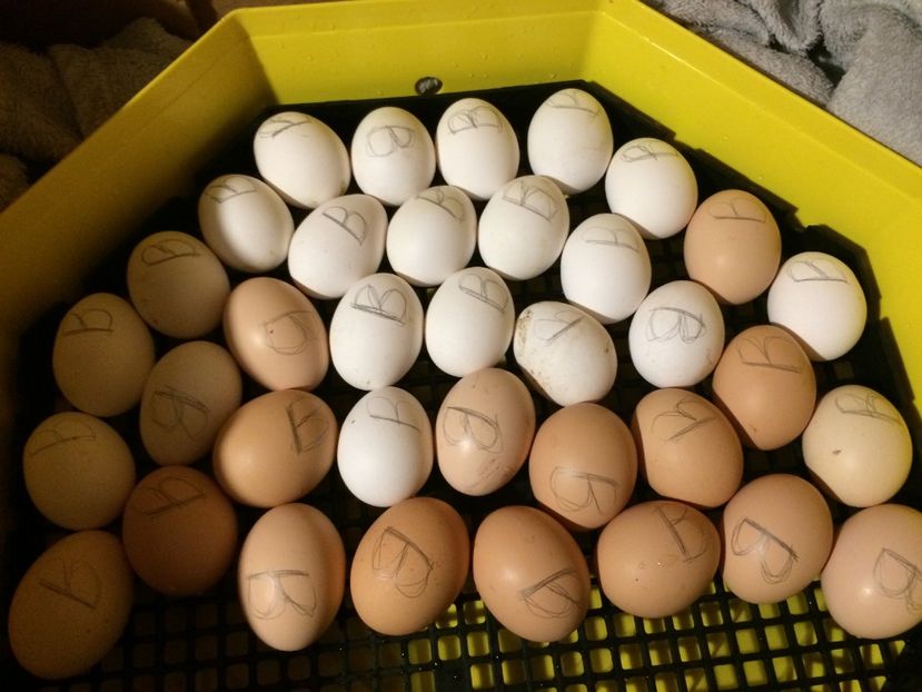 06.05.2019 - Incubator 2019