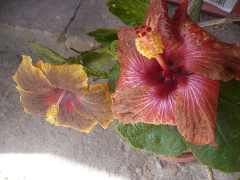 06.05.2019 - HIBISCUSI 2019-1