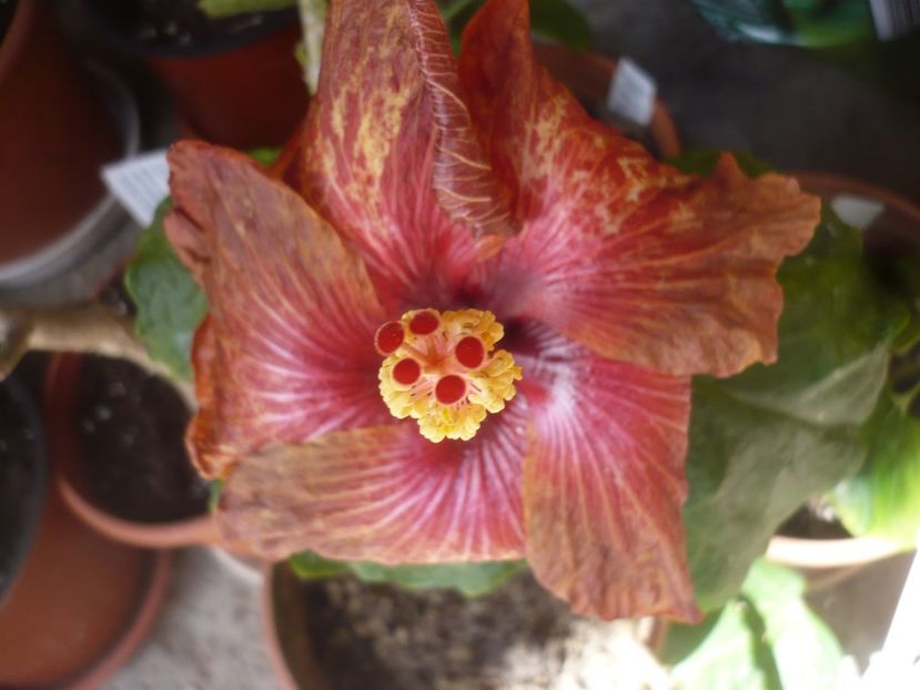 P1410006 - HIBISCUSI 2019-1