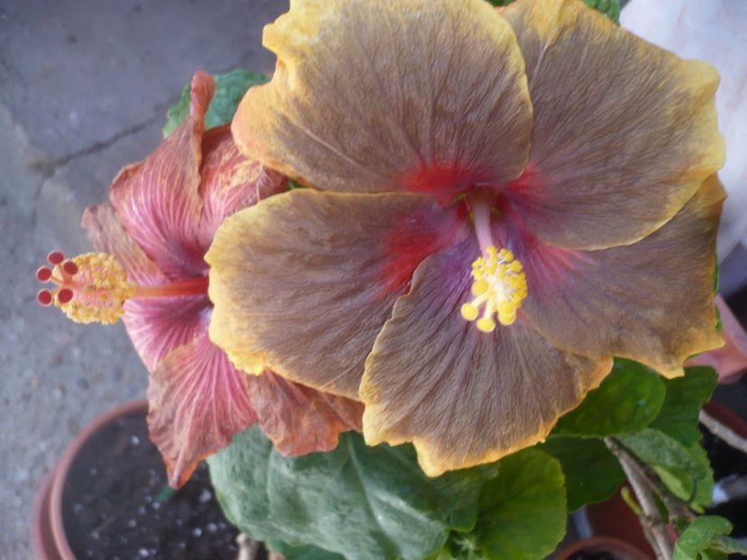 P1410007 - HIBISCUSI 2019-1