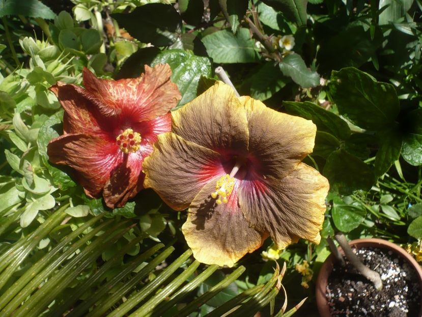 P1410008 - HIBISCUSI 2019-1