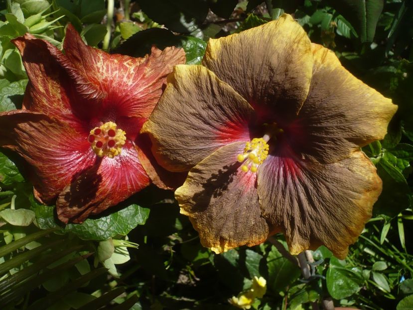 P1410009 - HIBISCUSI 2019-1