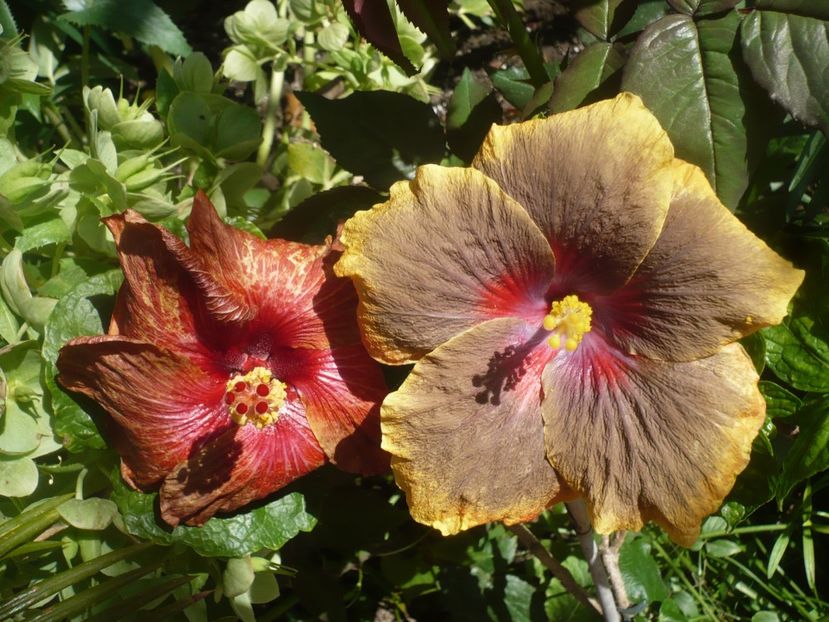 P1410010 - HIBISCUSI 2019-1