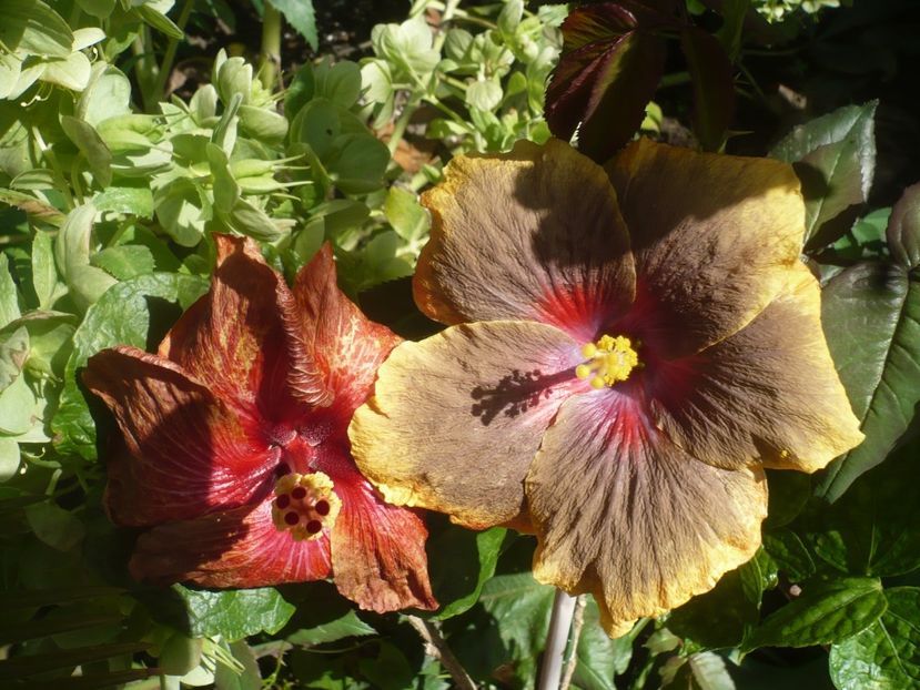 P1410012 - HIBISCUSI 2019-1