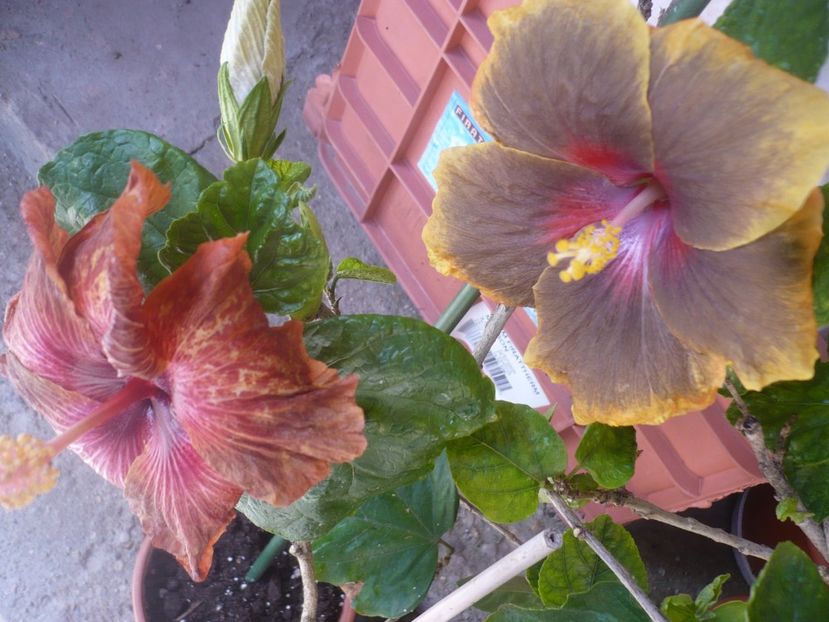 P1410013 - HIBISCUSI 2019-1