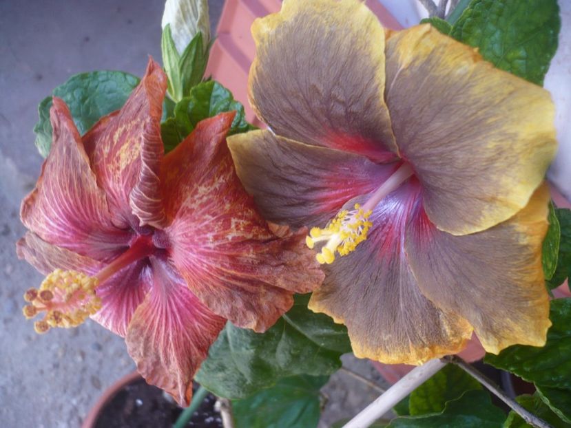 P1410015 - HIBISCUSI 2019-1