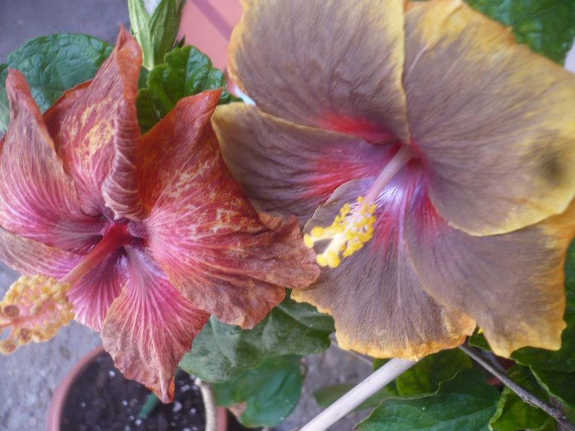 P1410016 - HIBISCUSI 2019-1