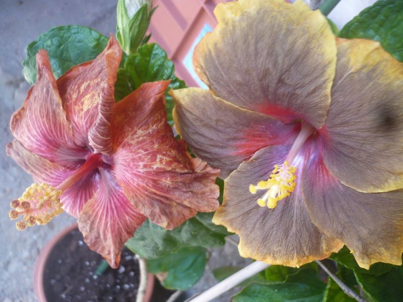 P1410017 - HIBISCUSI 2019-1