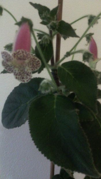 Multumesc frumos sini!! - Kohrelia