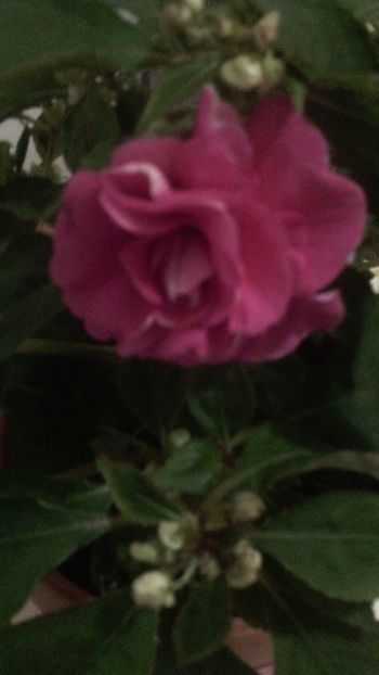 Sporul casei 5.05.2019-Roz.dbl - Flori de Gradina Primavara -Vara 2019