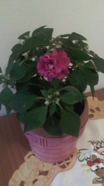 Sporul casei roz deschis - Flori de Gradina Primavara -Vara 2019