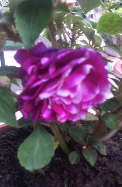 Sporul casei-Visiniu cu alb - Flori de Gradina Primavara -Vara 2019