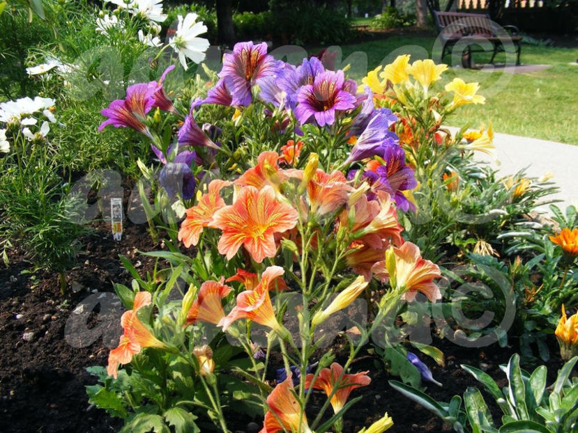  - Salpiglossis sinuata grandiflora