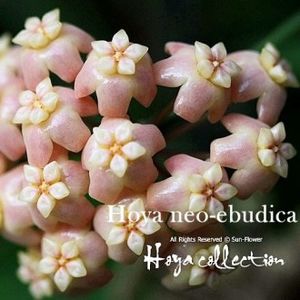 Neo Ebudica - Hoya poze net