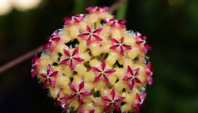 Mindorensis Red Star - Hoya poze net