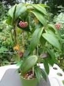 Ilagiorum - Hoya poze net