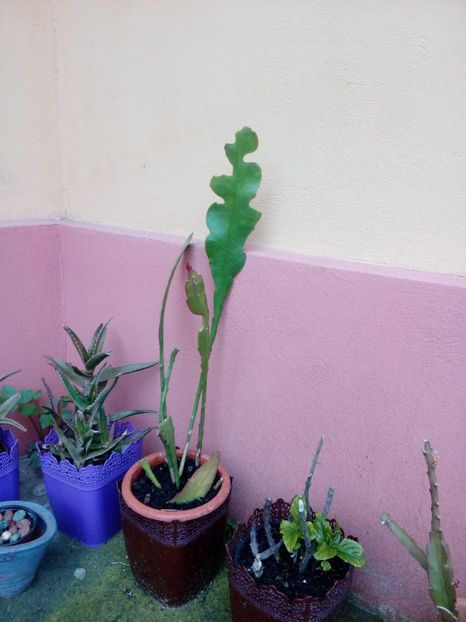  - Disponibil iris negru 2023