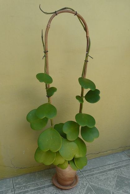 Kerrii - Hoya poze net