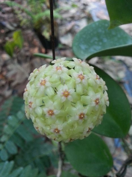 Citrina - Hoya poze net