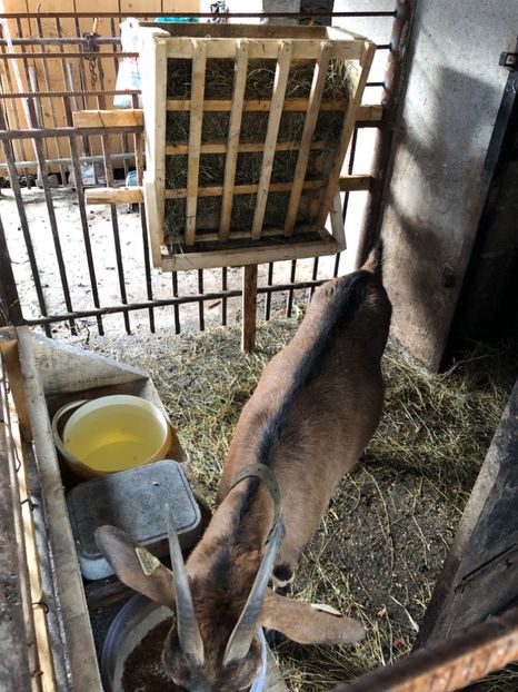 D53D4EF6-D9C0-4143-AA52-2044CB2B47A9 - 111 Alpina Franceza