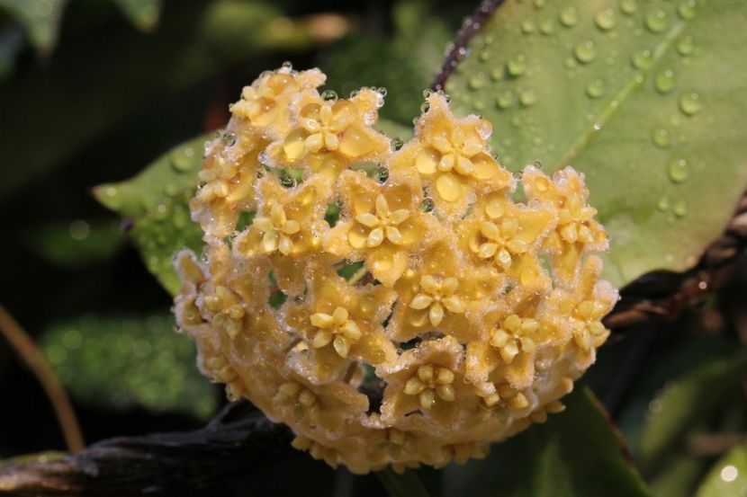 Ischnopus - Hoya poze net