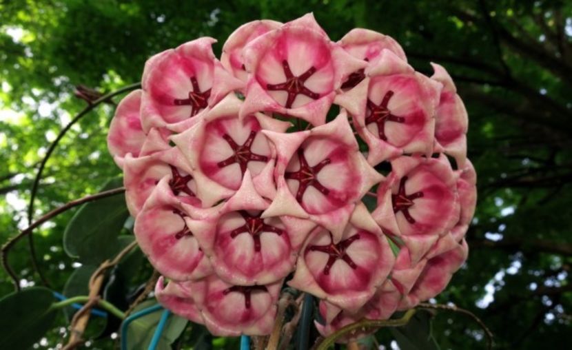 Archboldiana - Hoya poze net