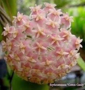 Eritrina Cotton Candy - Hoya poze net