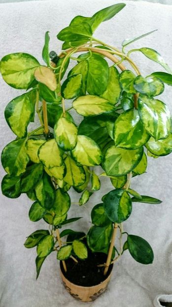 Australis Lisa - Hoya poze net