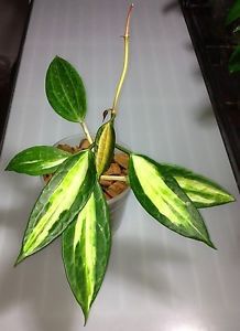  - Macrophilla Pot of Gold