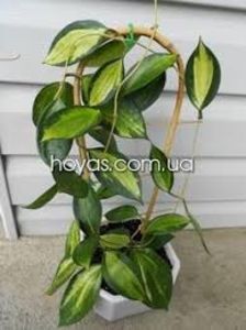  - Macrophilla Pot of Gold