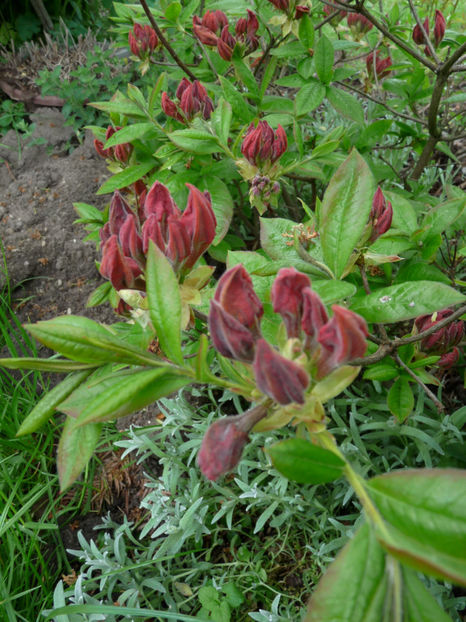 Azaleele la fel - 2019 - 01 - Primavara