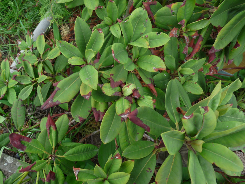 Rhododendronii si multe altele asemenea ... - 2019 - 01 - Primavara