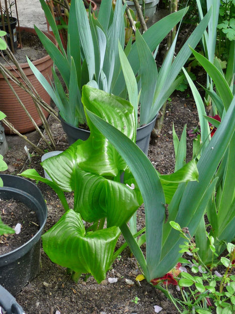 Hosta  degerat - 2019 - 01 - Primavara