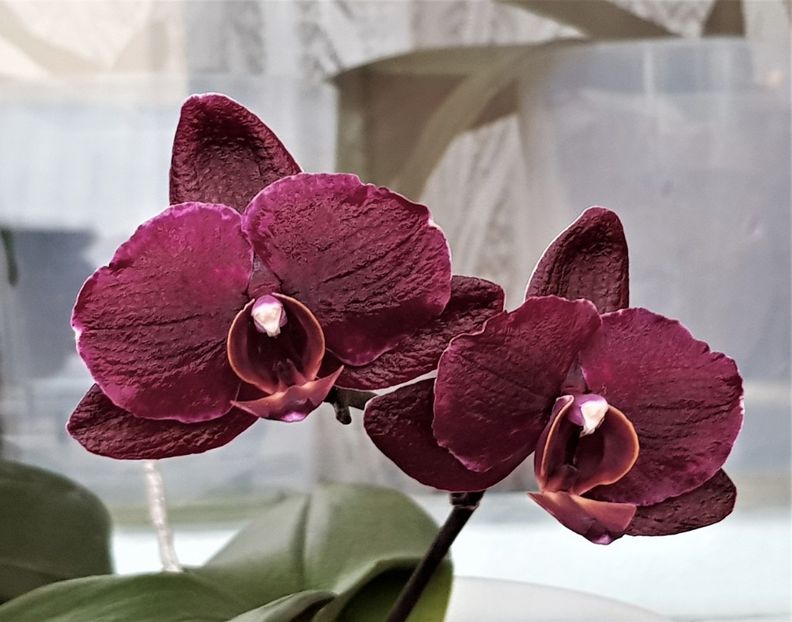  - Phalaenopsis 1