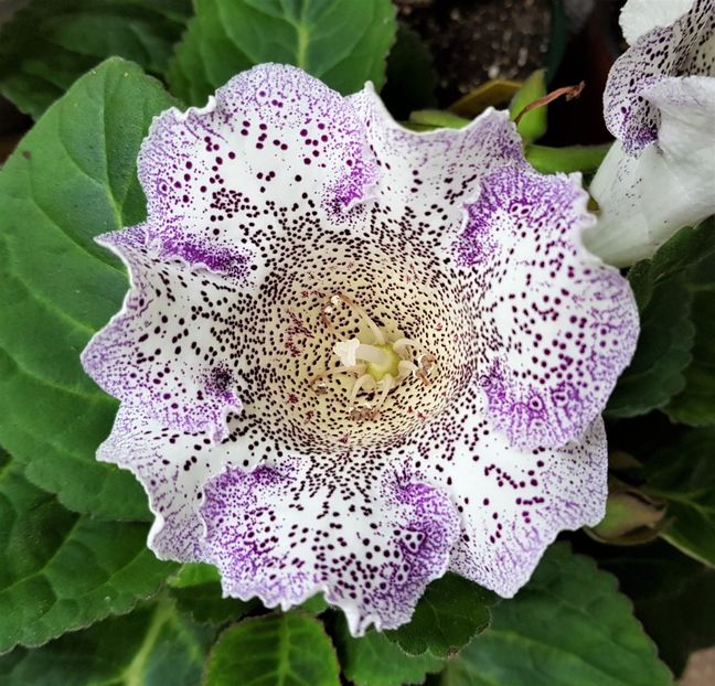  - Gloxinia