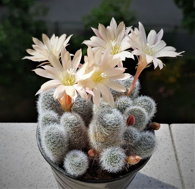  - Cactusi si suculente