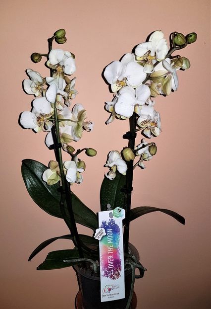  - Phalaenopsis 1