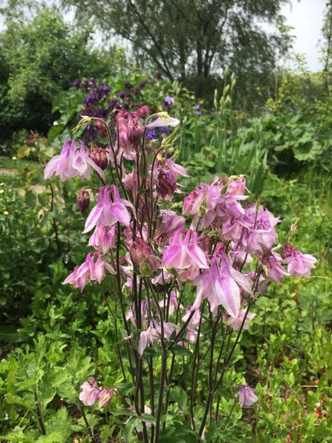 B4BBA440-D47C-4A65-BA43-143E05E5BC1F - Caldaruse 2019