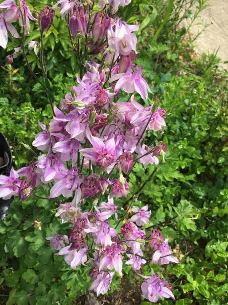 159D8440-A88C-41F5-9674-DA2AB1E648EF - Caldaruse 2019