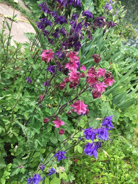 93BFF39E-3757-4C94-AA55-E0CB17B803DB - Caldaruse 2019