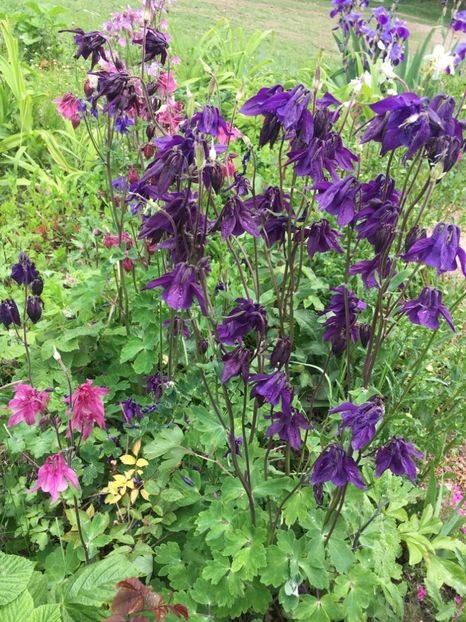 20DE7EC8-8A46-438F-B86C-FA8A10908D74 - Caldaruse 2019